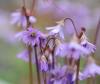 Show product details for Soldanella pindicola dimonei